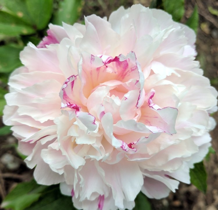 The Candy Heart Peony | Adelman Peony Gardens