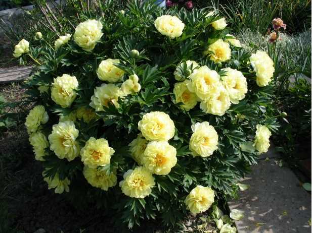 Paeonia Itoh 'Bartzella', Пион Ито 'Бартзелла'|landshaft.info