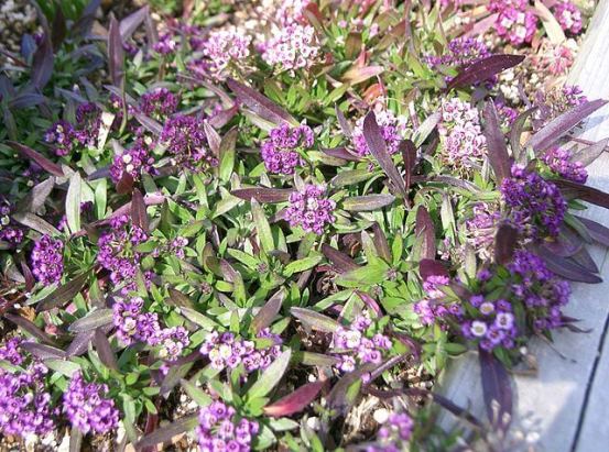 Алиссум: виды, выращивание и уход - Flowers.ua