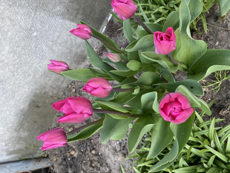 TULIPS PINK ARDOUR 35cm 25gm | Wholesale Dutch Flowers ...