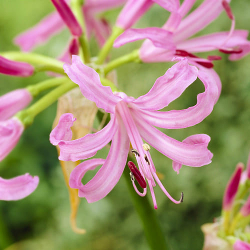 Нерина / Nerine растение искусственное купить в онлайн ...