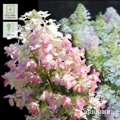 Гортензия метельчатая (Hydrangea paniculata `Angels Blush ...