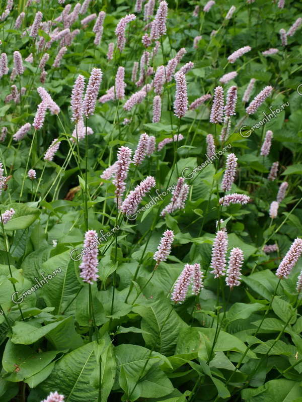 Bistorta major (Bistorta officinalis, Polygonum bistorta ...