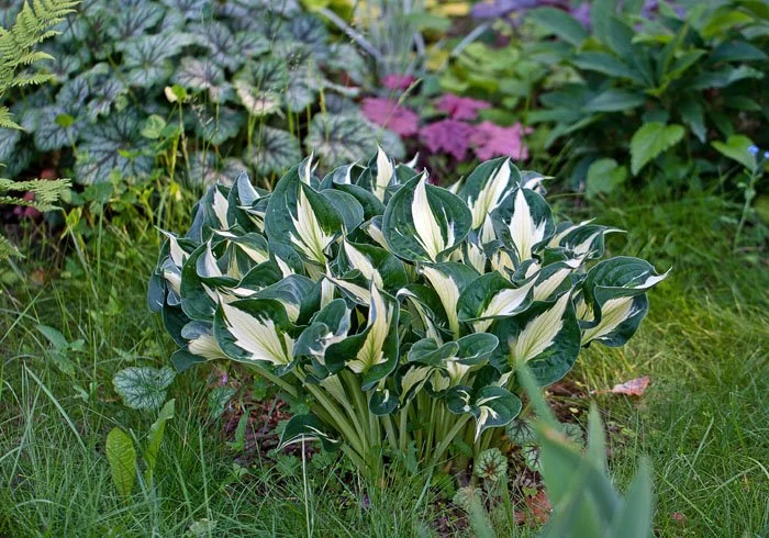 Hosta х hybrium `Whirlwind ...