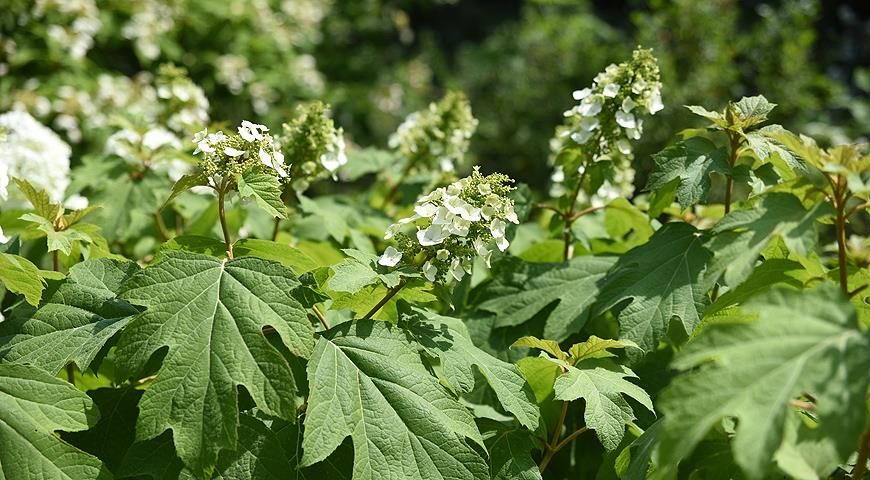 Гортензия дуболистная Snowflake - Gradina mea