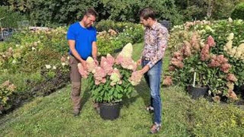 hydrangea paniculata `Little Fresco ...