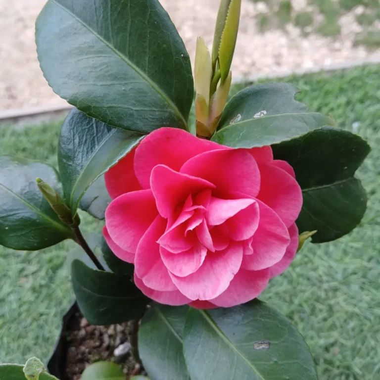 Oxygeen Camelia Cameliya flower plant ...