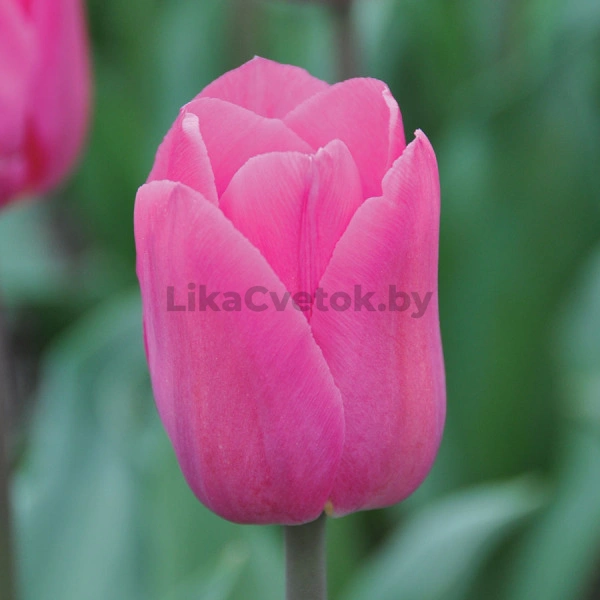 Купить оптом Tulipa En Debutante ...