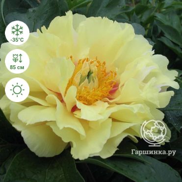 Paeonia ITOH 'Callie's Memory' - Садовые ноты