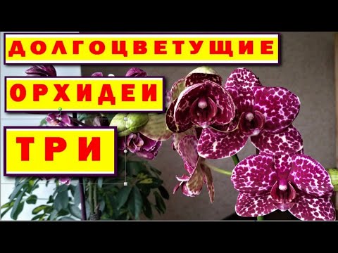 Калла Пикассо 1 уп. (2 шт.) купить ...