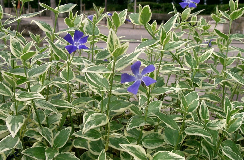 Барвинок малый (Vinca minor) 270 руб, купить, фото, описание