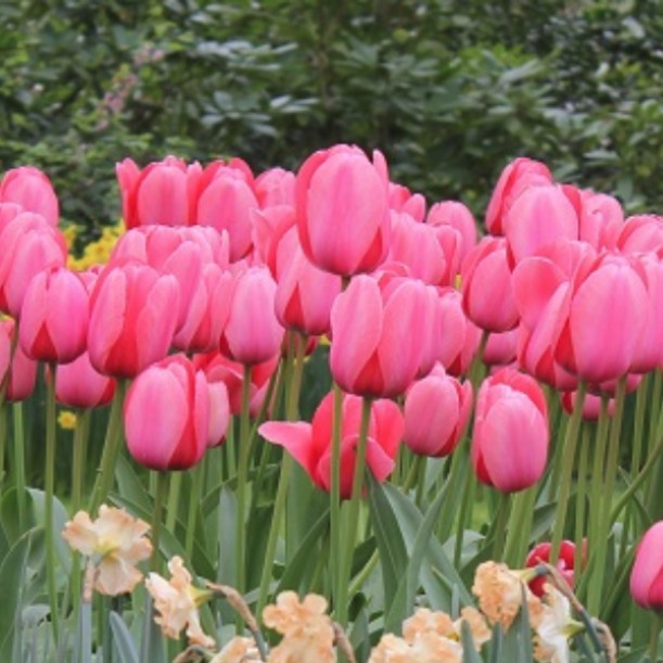 500 луковиц Тюльпан Пинк Импрешн (Tulip Pink Impression)