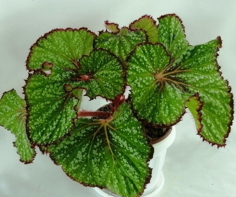 Begonia Tuberhybrida Nonstop Red Flower ...