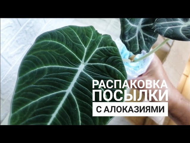 Происхождение цветка Антуриум (Anthurium)