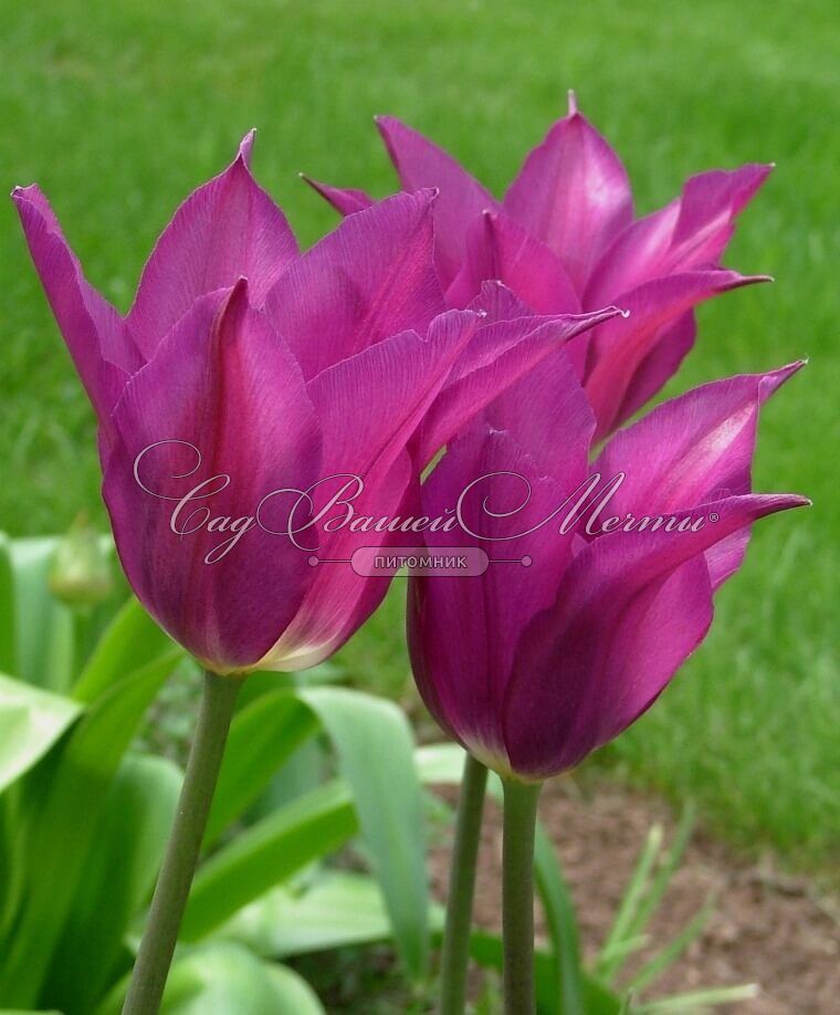 Tulipa Swiss Dream - BIO | Natural Bulbs DE