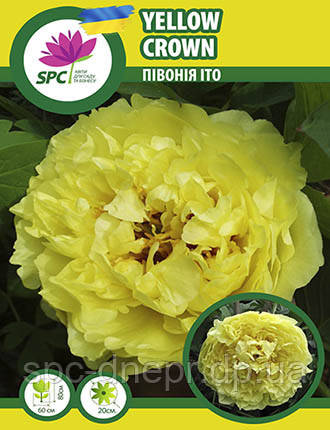 Peony Sale | Bartzella Itoh Peony ...