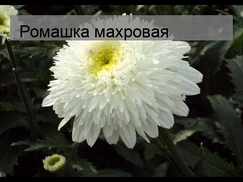 Луковицы цветов и корни : Ромашка махровая Крейзи Дейзи