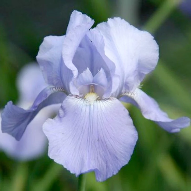 Ирис бородатый карликовый - Iris pumila - фото - выращивание ...