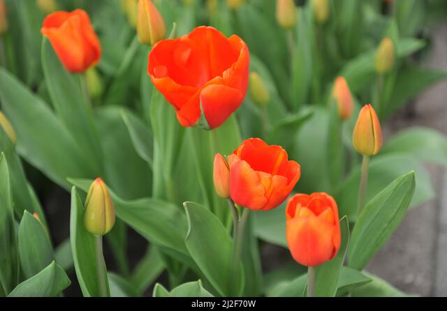 Orange-red Triumph tulips (Tulipa ...