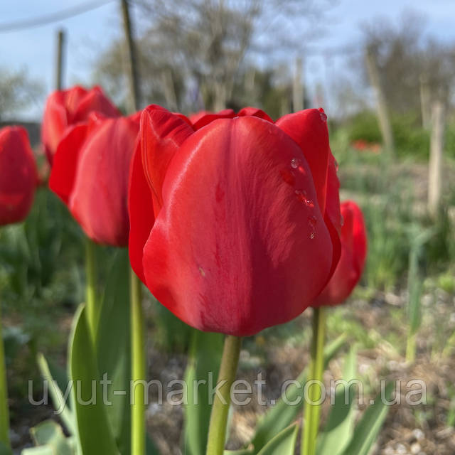 Купить тюльпан апельдорн (tulipa apeldoorn), 25 шт (разбор 12 ...