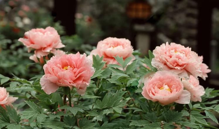 Peony Cora Louise (Cora Louise): description of the variety ...