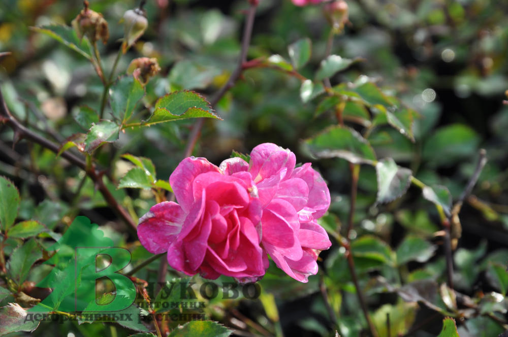 Rosa Polyantha Lovely Fairy ...