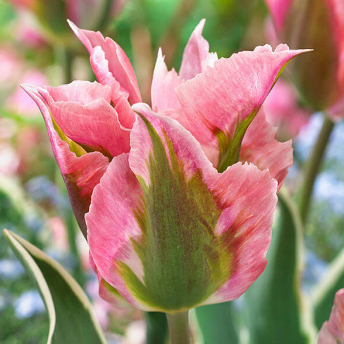 TULIPA VIRIDIFLORA 'CHINA TOWN' 12/+ CM. (15 QUALITY PKGS.X 6 ...