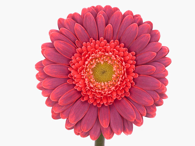 Mini Gerbera Daisy Hot Pink Flower - Wholesale - Blooms By ...