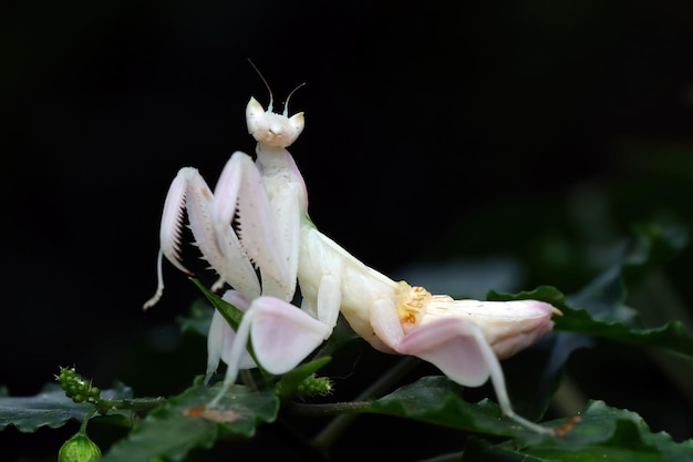 HYMENOPUS coronatus L4 богомол орхидея парка купить в Украине ...