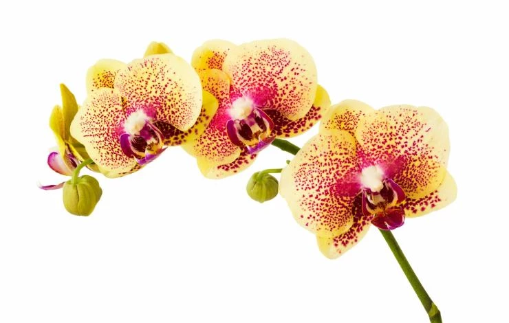 Orchid Phalaenopsis ...