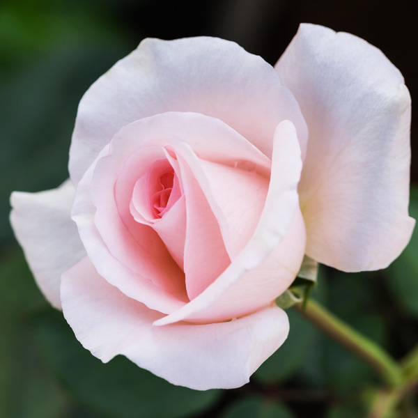 Flamingo Kolorscape® – Heirloom Roses