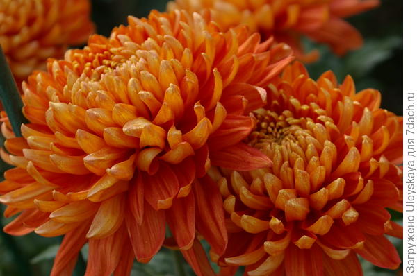 Хризантема корейская 'Лето' (Chrysanthemum koreanum 'Leto ...