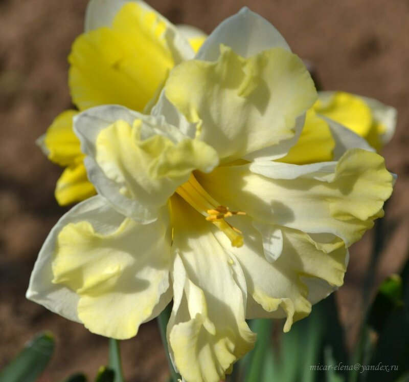 Нарцисс Кассата (Narcissus Cassata) - Луковицы нарциссов ...