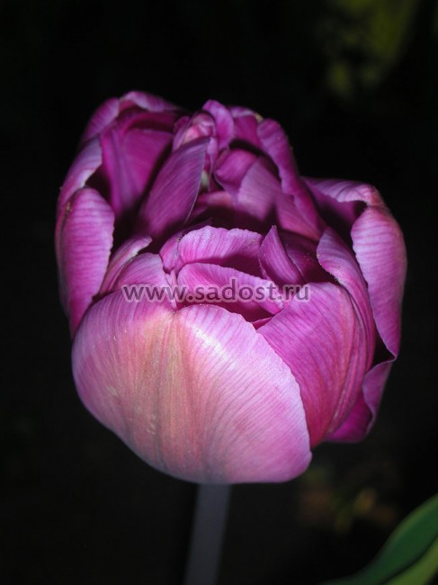 Blue Diamond' Dutch Tulip Bulbs for ...