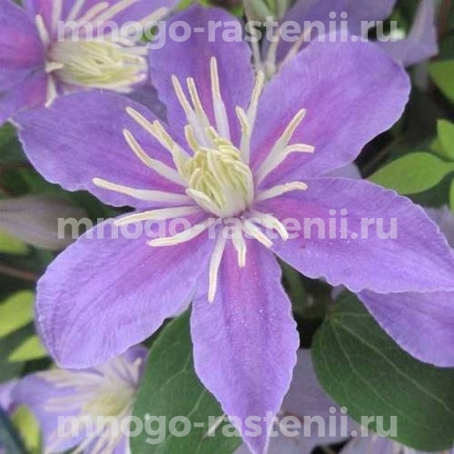 Clematis alpina Justa ...