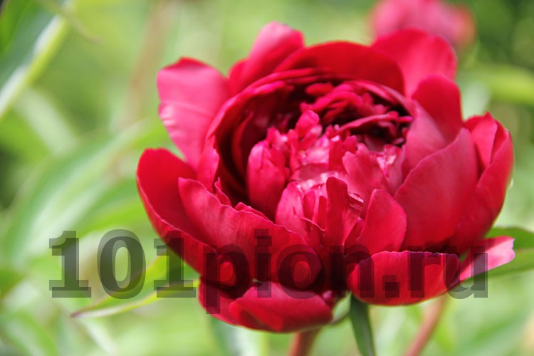 Пион травянистый 'Петер Бранд' / Paeonia 'Peter Brand'