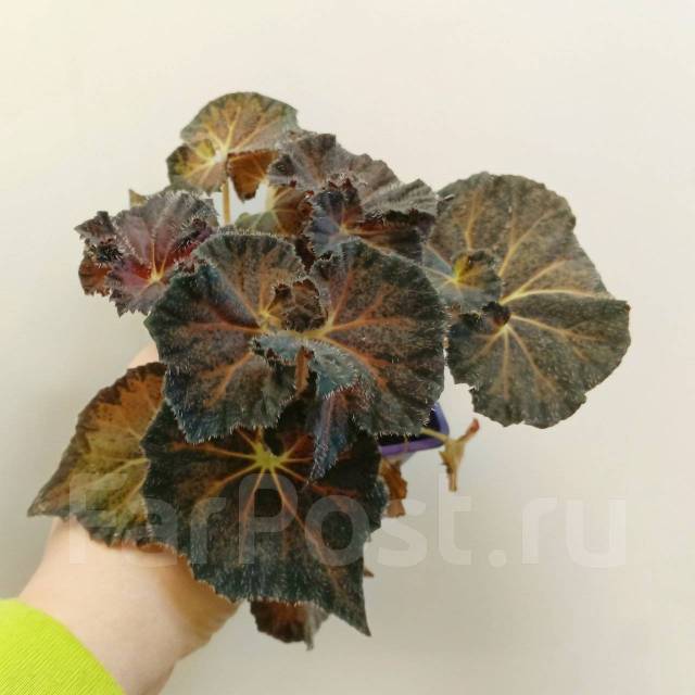 ПРАЙС-P | BEGONIA Collection (Коллекция БЕГОНИЙ)