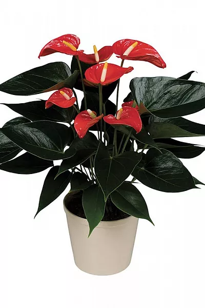 Anthurium Colorado 60cm x D14