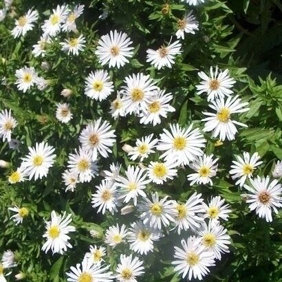 Aster dumosus `Blue Lagoon ...