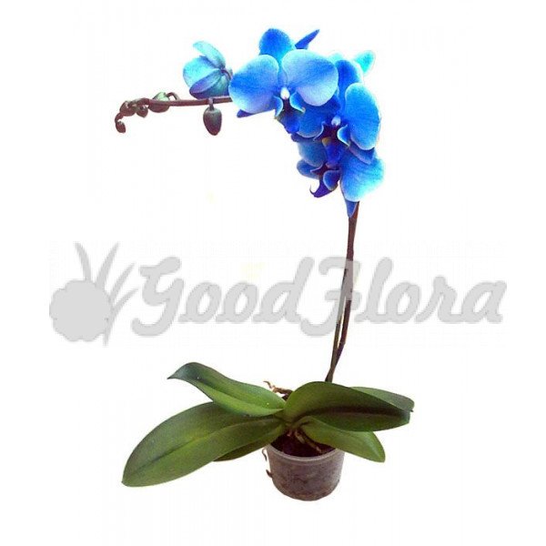 Phalaenopsis Mariolla (Dazzle) 🤗🎁🎈🎂💐🌿 Орхидея новинка с ...