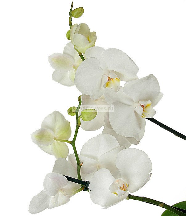 Phalaenopsis ANTHURA LONDON — Растения Оптовая FlorAccess