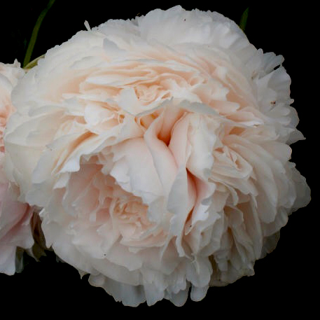 Peony Garden » The Christopher Farm & Gardens