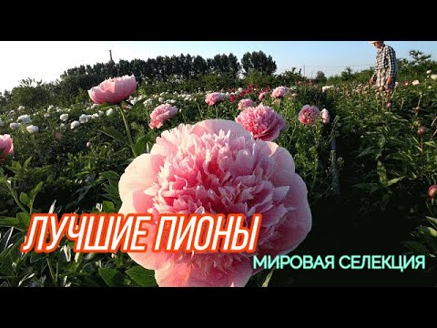 Видео Лучшие сорта пионов. Мнение Ворошиловой А.Б. / Сад ...