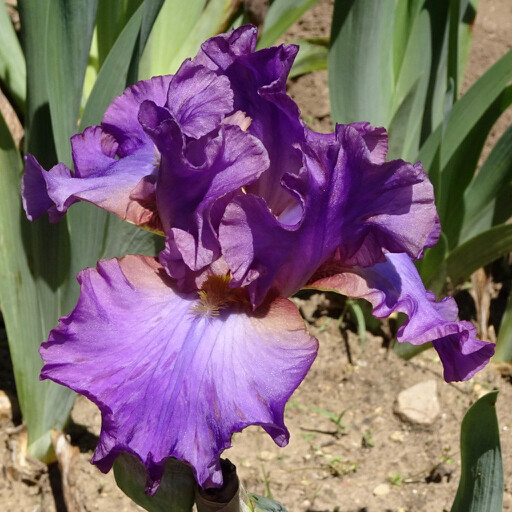 Iris Flowers for a Garden ...