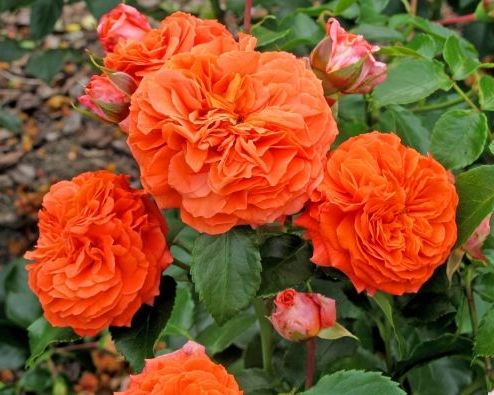 Cluster-flowered rose Orangerie - Double, intense orange ...