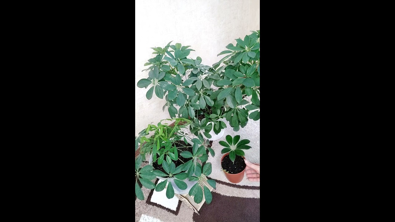 Шеффлера Амате Schefflera Amate 90/24 (Н) — комнатное ...