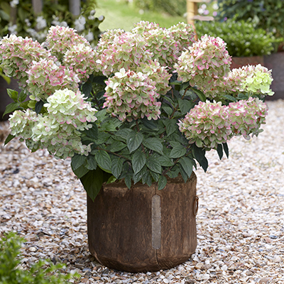 Гортензия метельчатая (Hydrangea paniculata `Tickled Pink ...