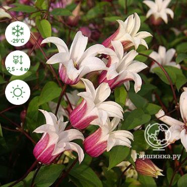 Clematis 'Маргарет Хант' (LL) — Растения Оптовая FlorAccess