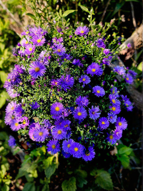 Бруннера крупнолистная Кинг'с Рэнсом (Brunnera macrophylla ...