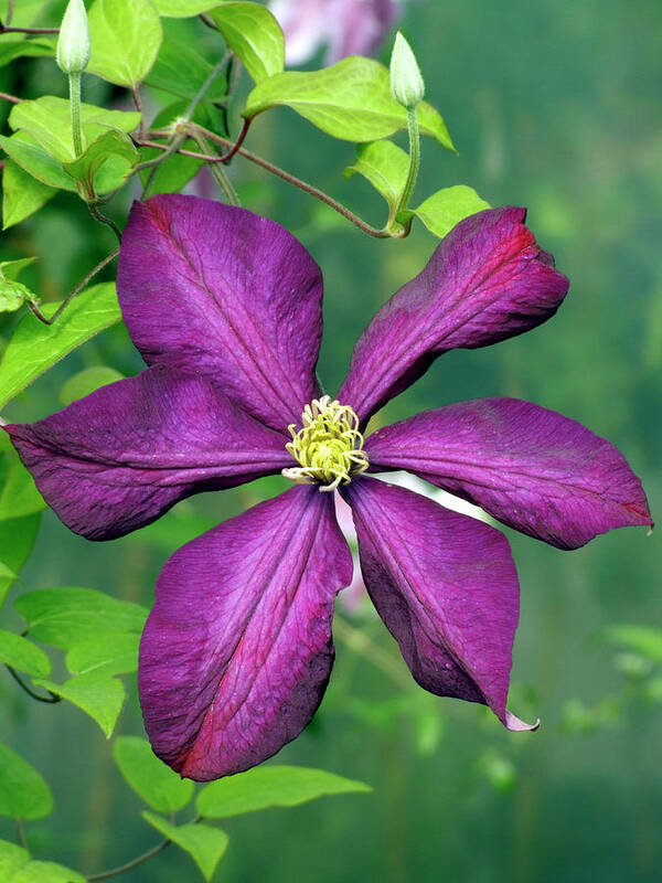 Clematis Viticella'Rubra'